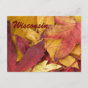 Wisconsin Autumn Leaves Postcard
