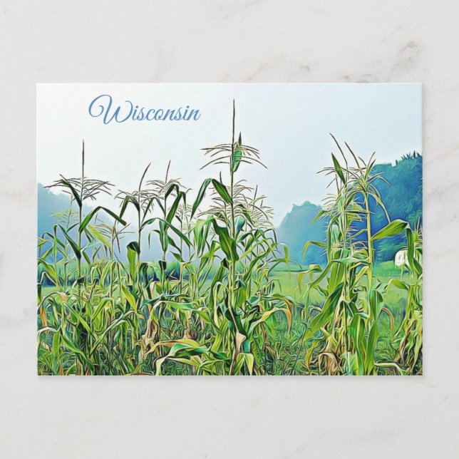 Wisconsin Corn Stalks Midwest Photo Postcard (Front)