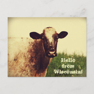 Wisconsin Cow Photo Postcard