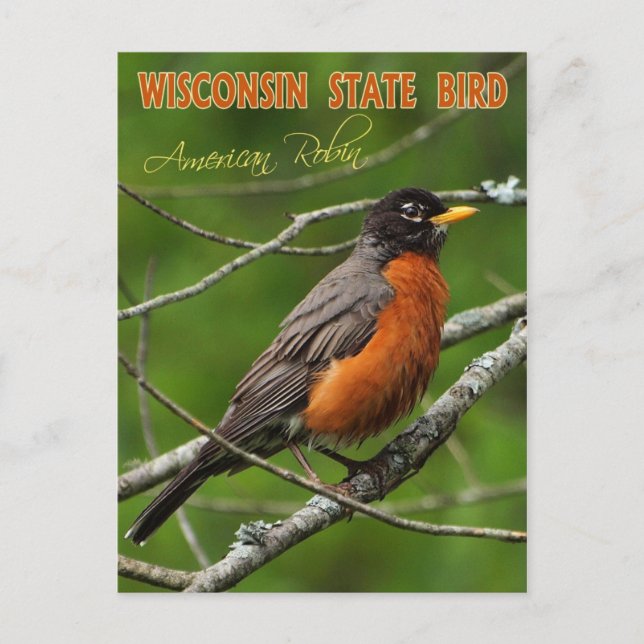 Wisconsin State Bird - American Robin Postcard (Front)