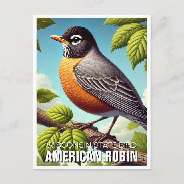 Wisconsin State Bird American Robin Postcard (Front)