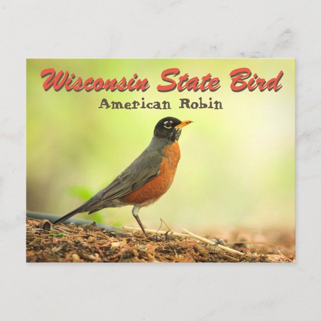 Wisconsin State Bird Robin Postcard (Front)