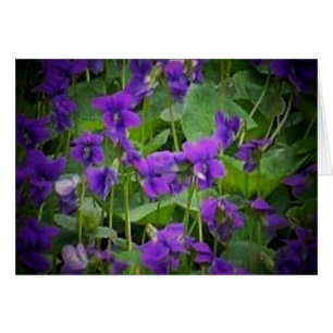 Wisconsin State Flower: Wood Violet Card