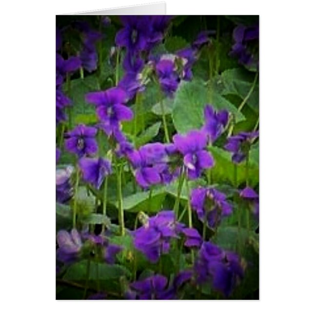 Wisconsin State Flower: Wood Violet Card (Front)