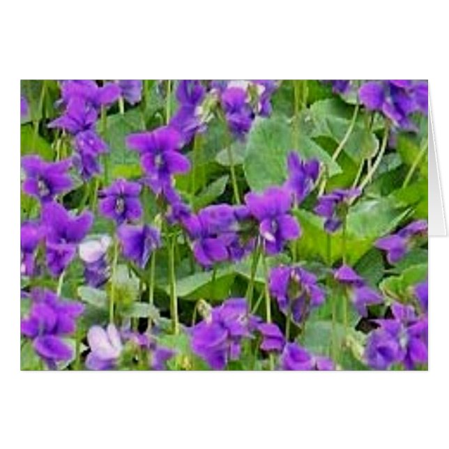 Wisconsin Wood Violets (Front Horizontal)