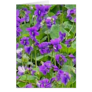 Wisconsin Wood Violets