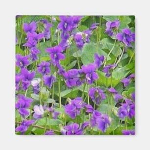 Wisconsin Wood Violets - Customised Magnet