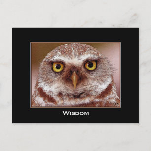 WISDOM OWL POSTCARD