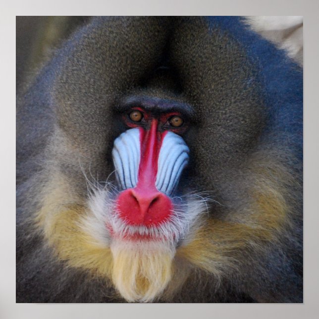 Wise Mandrill Monkey Poster (Front)