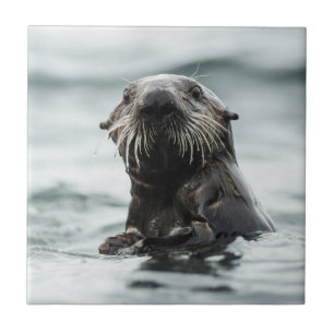 Wise Otter Ceramic Tile