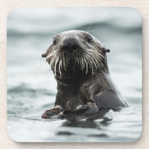 Wise Otter Coaster