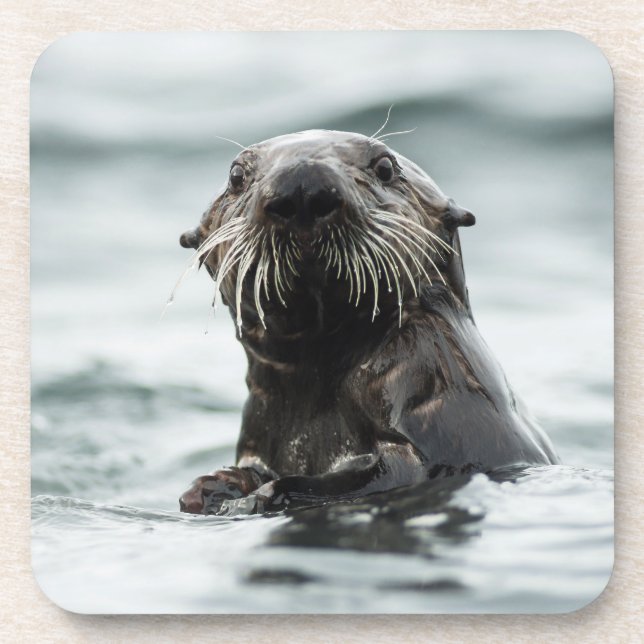Wise Otter Coaster (Front)