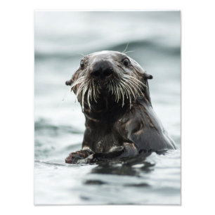 Wise Otter Photo Print