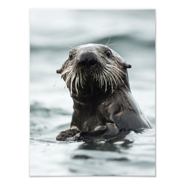 Wise Otter Photo Print (Front)