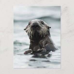 Wise Otter Postcard