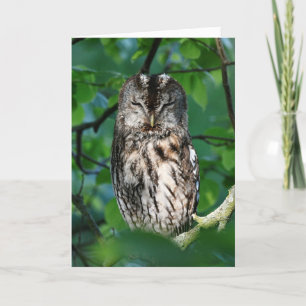 Wise owl card