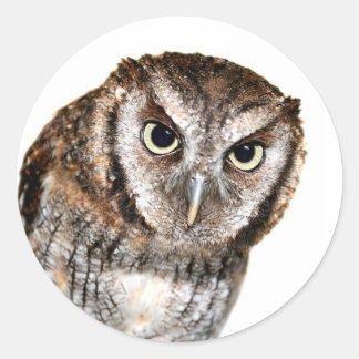 Wise Owl Classic Round Sticker