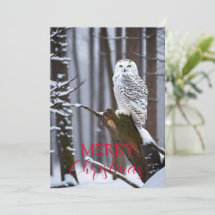 Wise Owl in a Snowy Wonderland Holiday Card