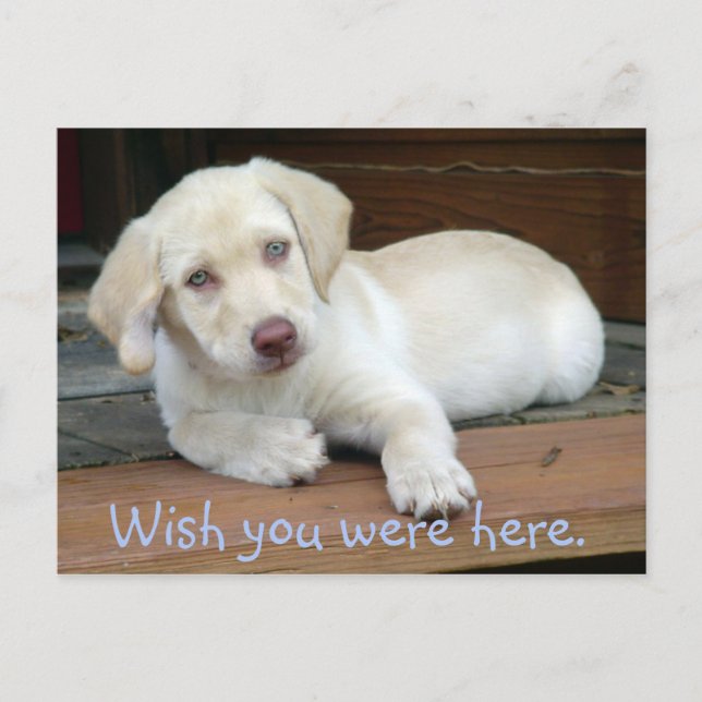Wish You Were Here Yellow Lab Puppy Postcard (Front)