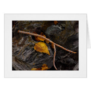 "Wishbone"