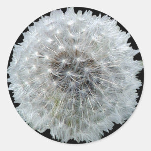 Wishes are Dandy Classic Round Sticker