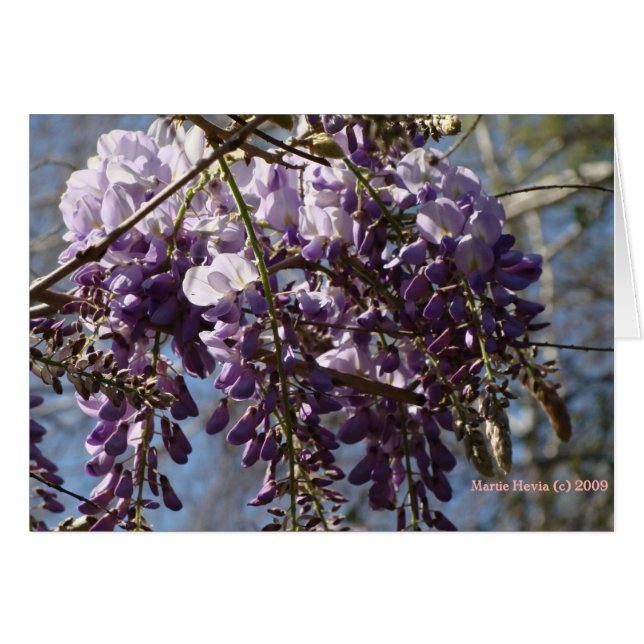 Wisteria (Front Horizontal)