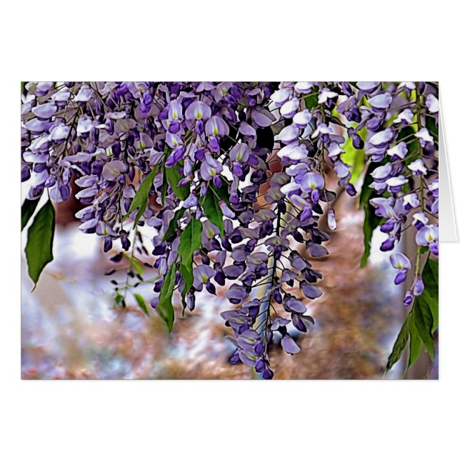 Wisteria (Front Horizontal)