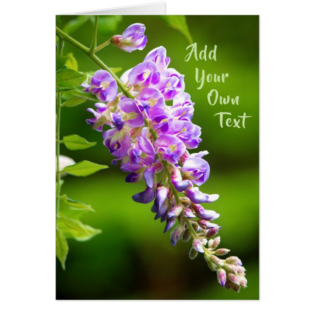 Wisteria (Front)