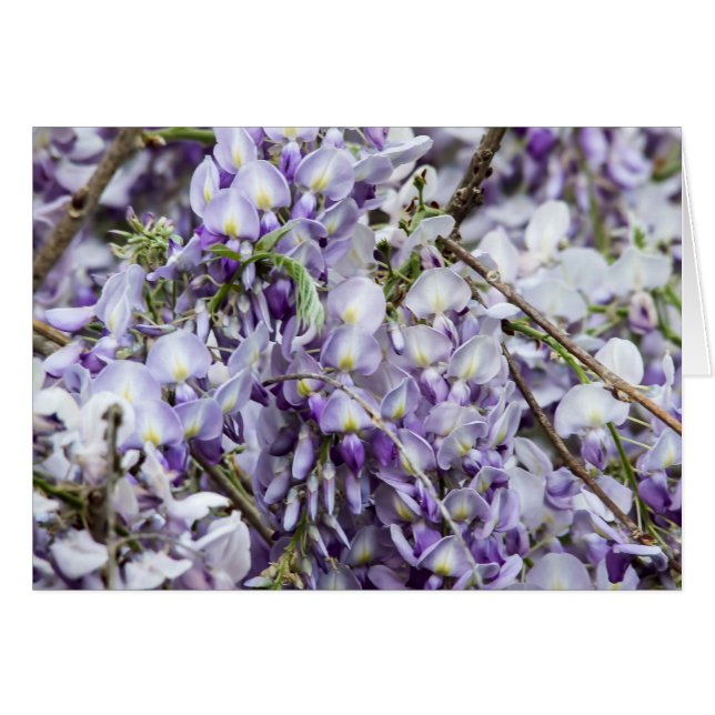 Wisteria (Front Horizontal)