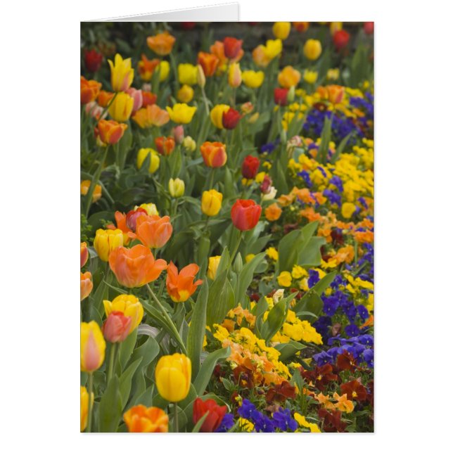 Wisteria and tulips in garden of Dumbarton (Front)