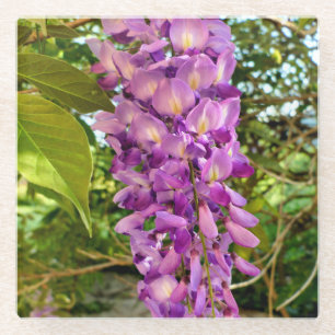 Wisteria Bloom Glass Coaster