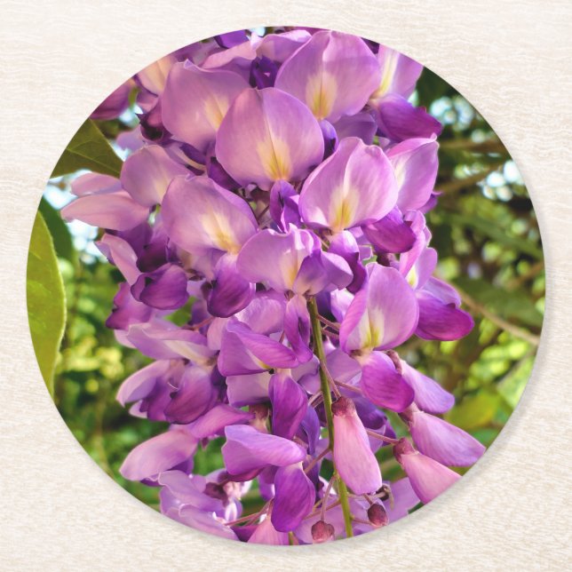 Wisteria Bloom Round Paper Coaster (Front)