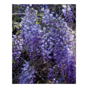Wisteria Blooms in Springtime Poster