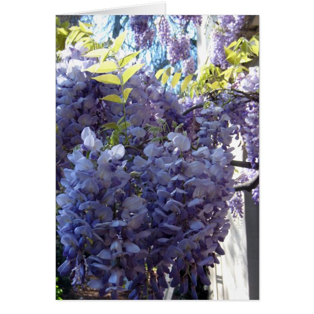 Wisteria Cluster (Front)