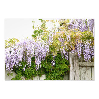 Wisteria Flowers 3 Photo Print