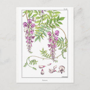 Wisteria Flowers - Maurice Pillard Verneuil - Postcard