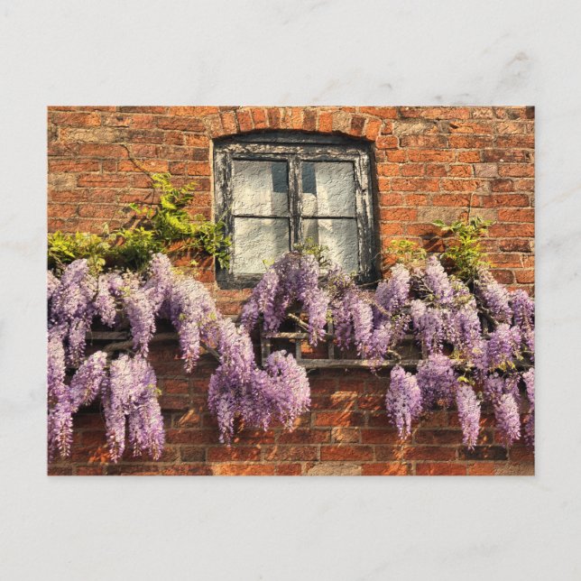 WISTERIA FLOWERS POSTCARD (Front)