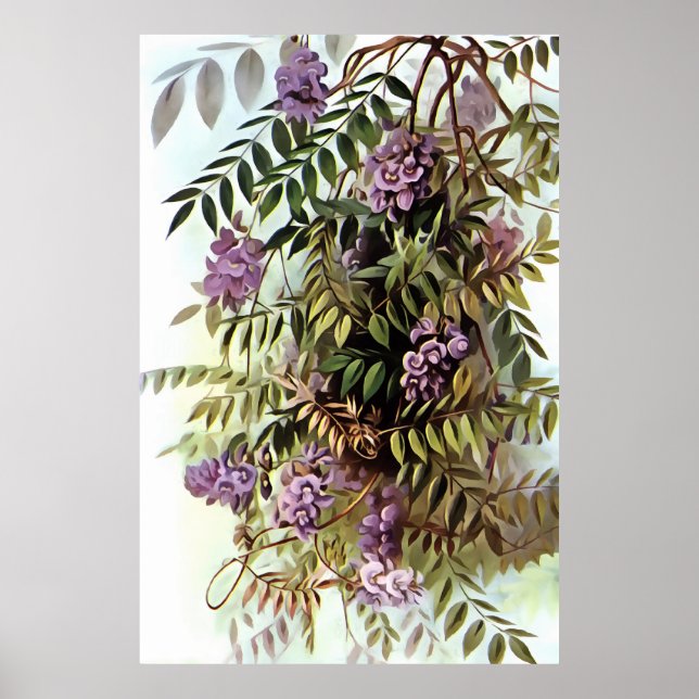 Wisteria Frutescens Botanical Art Painting Poster (Front)