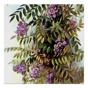 Wisteria Frutescens Botanical Art Painting Poster