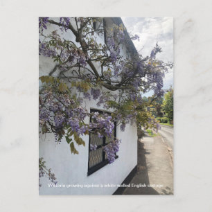 Wisteria growing against a white-walled cottage holiday postcard