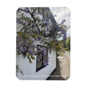 Wisteria growing against a white-walled cottage magnet
