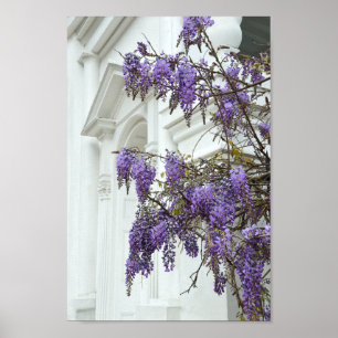 Wisteria, Historic House Charleston South Carolina Poster