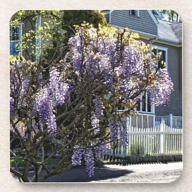 Wisteria in Bloom Coaster (Front)