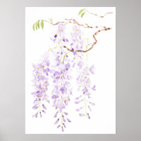 wisteria in bloom