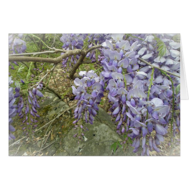 Wisteria in the Woods (Front Horizontal)