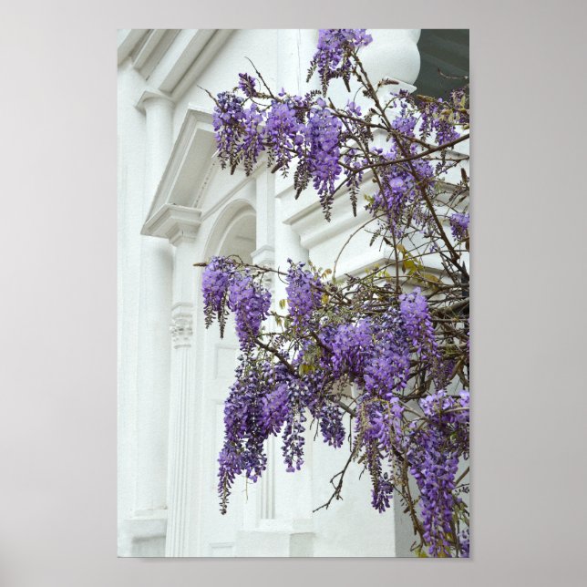 Wisteria, Old Church, Charleston, South Carolina Poster (Front)