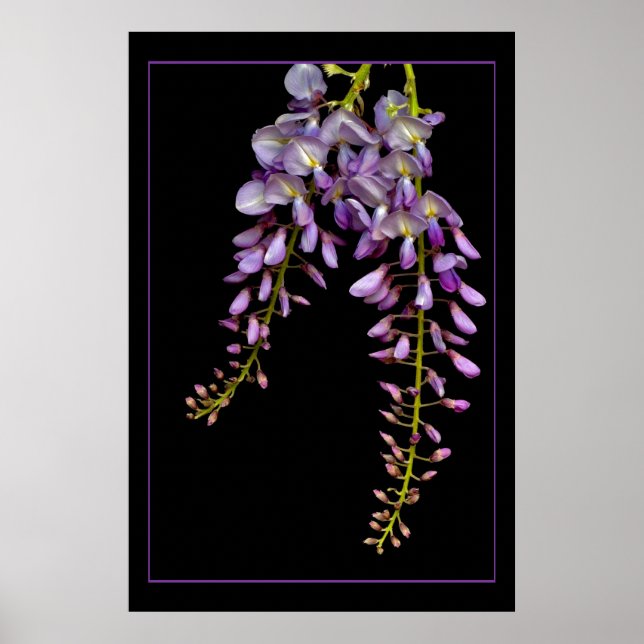Wisteria Poster (Front)