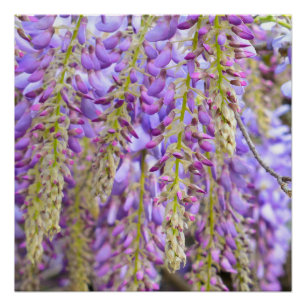 Wisteria Purple Floral Blossom Tree Violet Poster