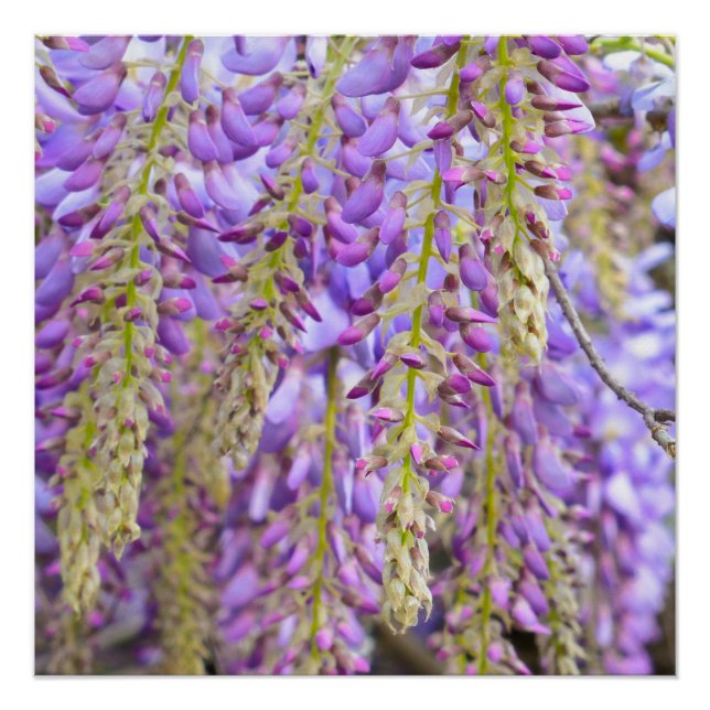 Wisteria Purple Floral Blossom Tree Violet Poster (Front)