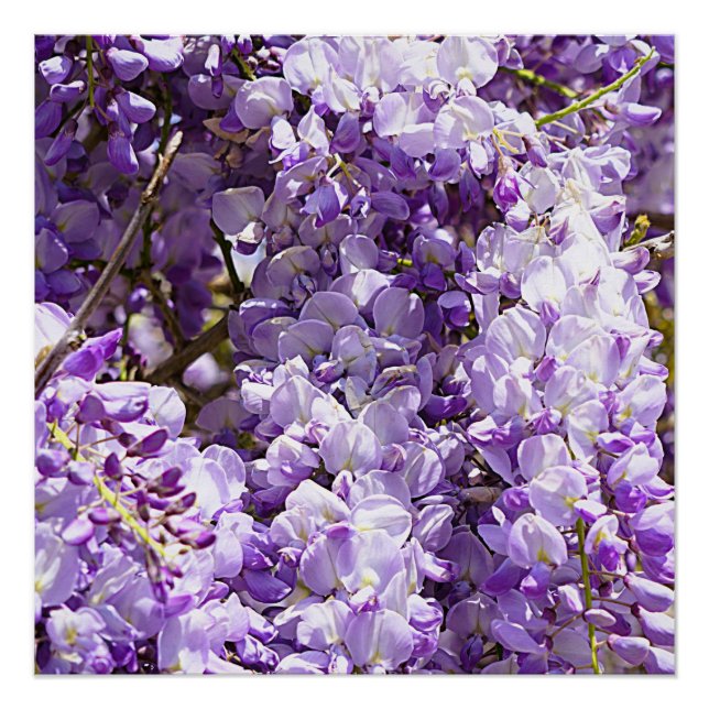 Wisteria Purple Floral Blossom Tree Violet Poster (Front)